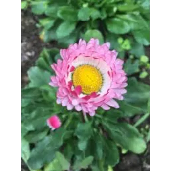 Super Daisy Flower